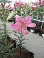 [1879 PinkWish DJ No02.JPG]